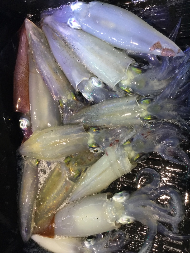 若狭湾小浜沖 イカメタルでケンサキ・スルメ釣果