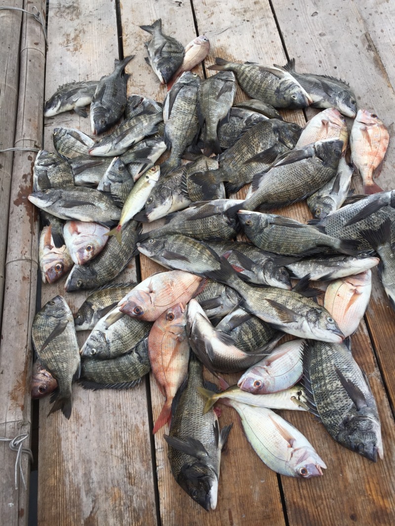 広島 江田島でチヌ釣果