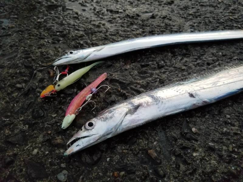 和歌山 紀北 ワインドでタチウオ釣果