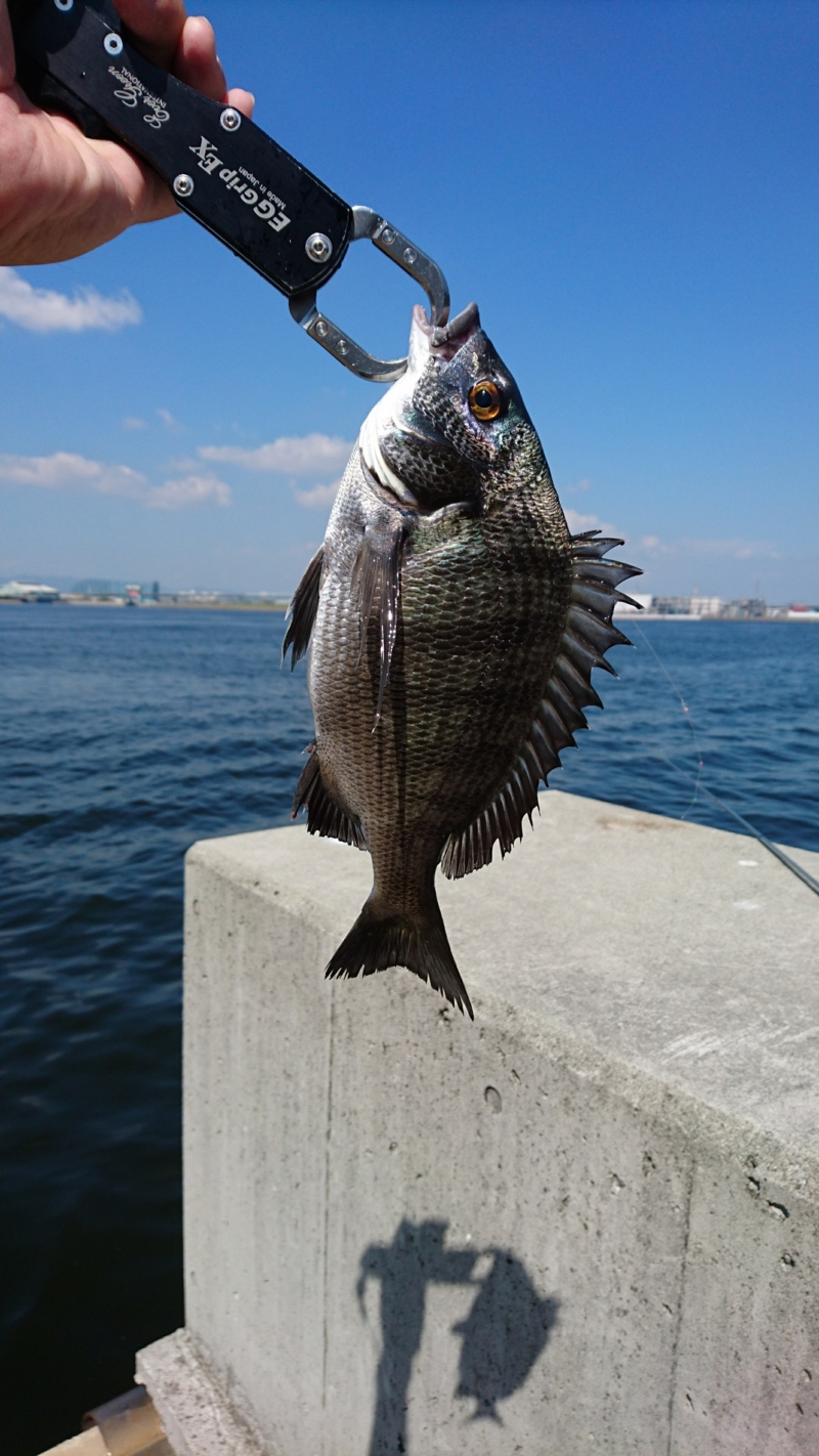 尼崎フェニックス 落し込みでチヌ釣果