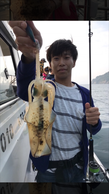 京都ティップランエギングでアオリイカ釣果