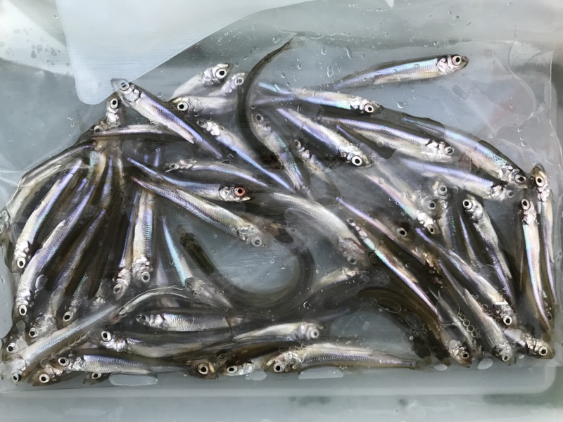 余呉湖ワカサギ