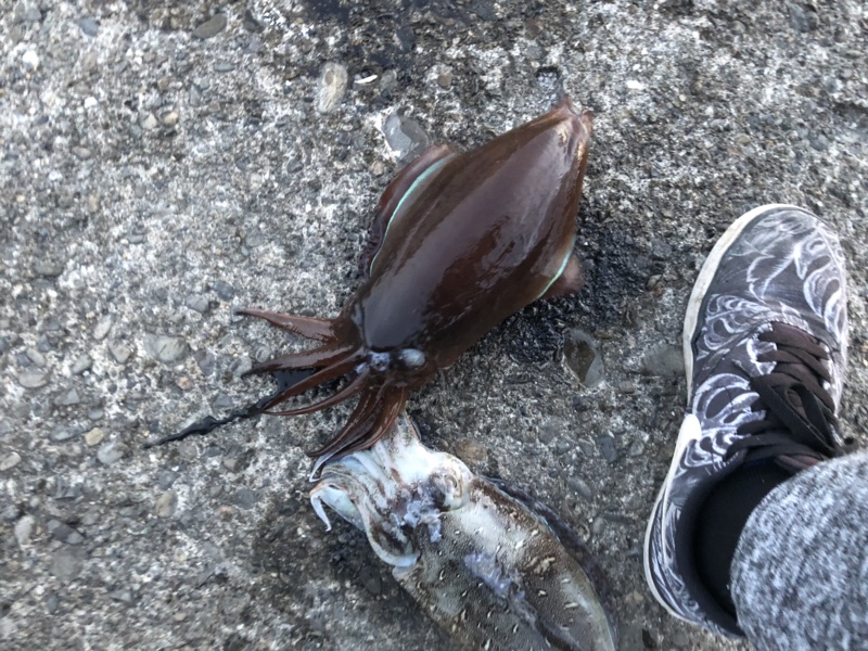 高知おかっぱり