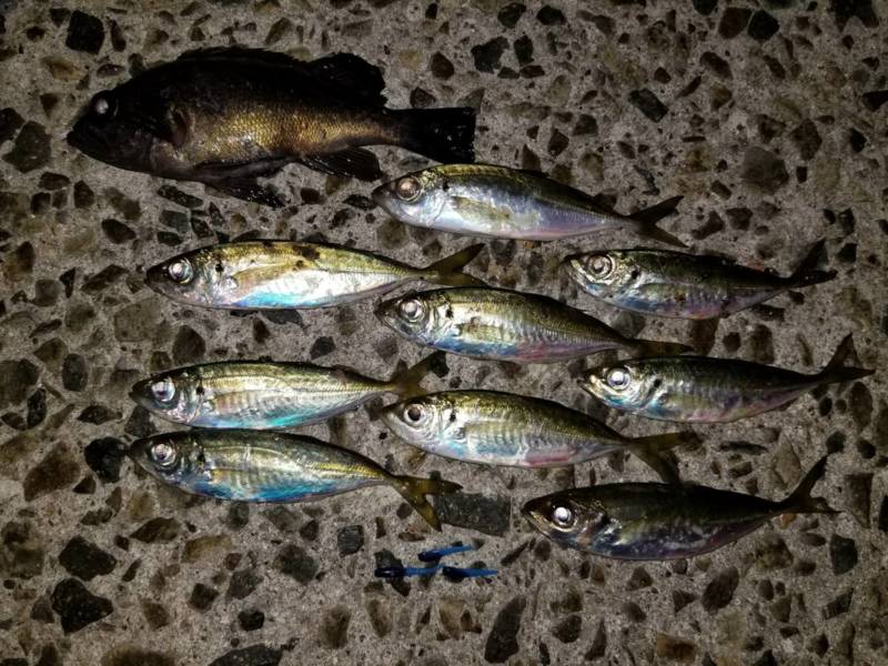 フィッシュラボ 梅田イベント