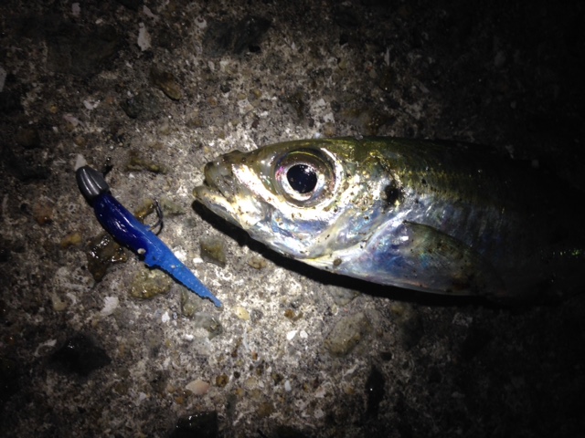 フィッシュラボ 梅田イベント