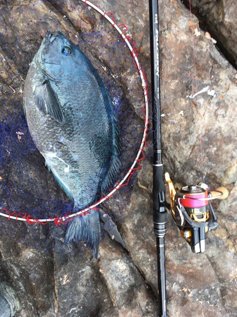 四国磯釣り遠征