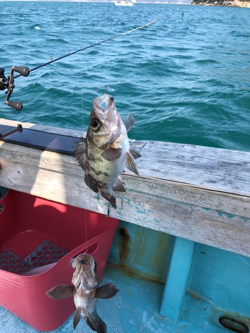 鳴門でメバルサビキ