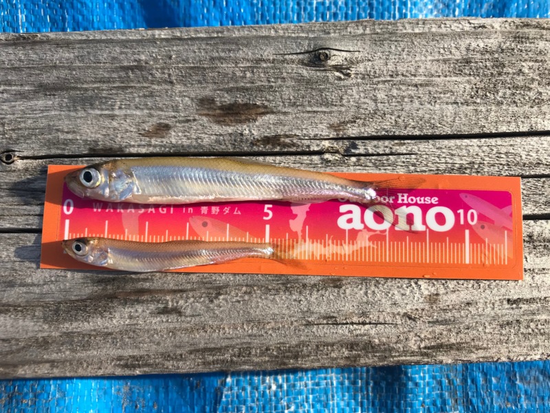 青野ダムワカサギ!!