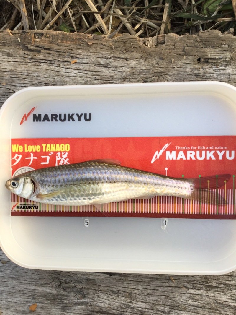 琵琶湖本モロコ3