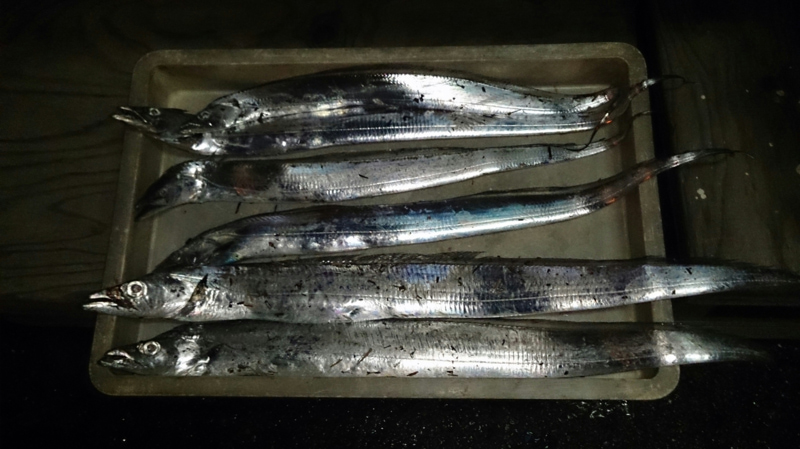 【兵庫県 武庫川一文字】ジグ /  ワインド|タチウオ釣果