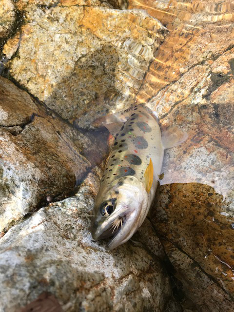 揖保川水系福知川のアマゴ