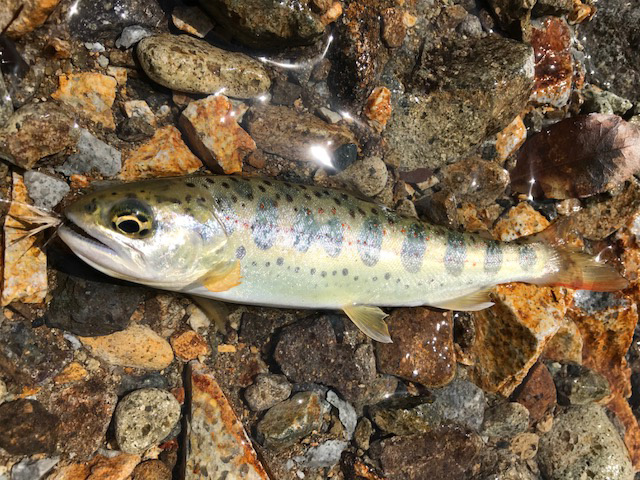 揖保川水系福知川のアマゴ