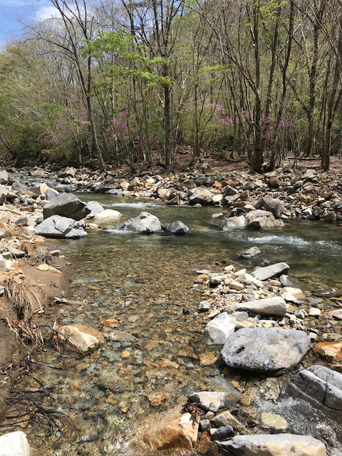 揖保川水系福知川のアマゴ