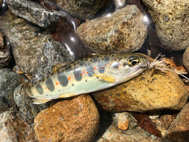 揖保川水系福知川のアマゴ