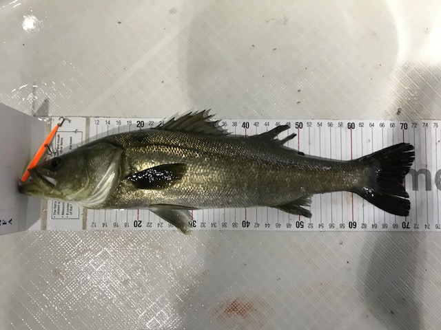 ナイトゲームでのボートシーバス!!