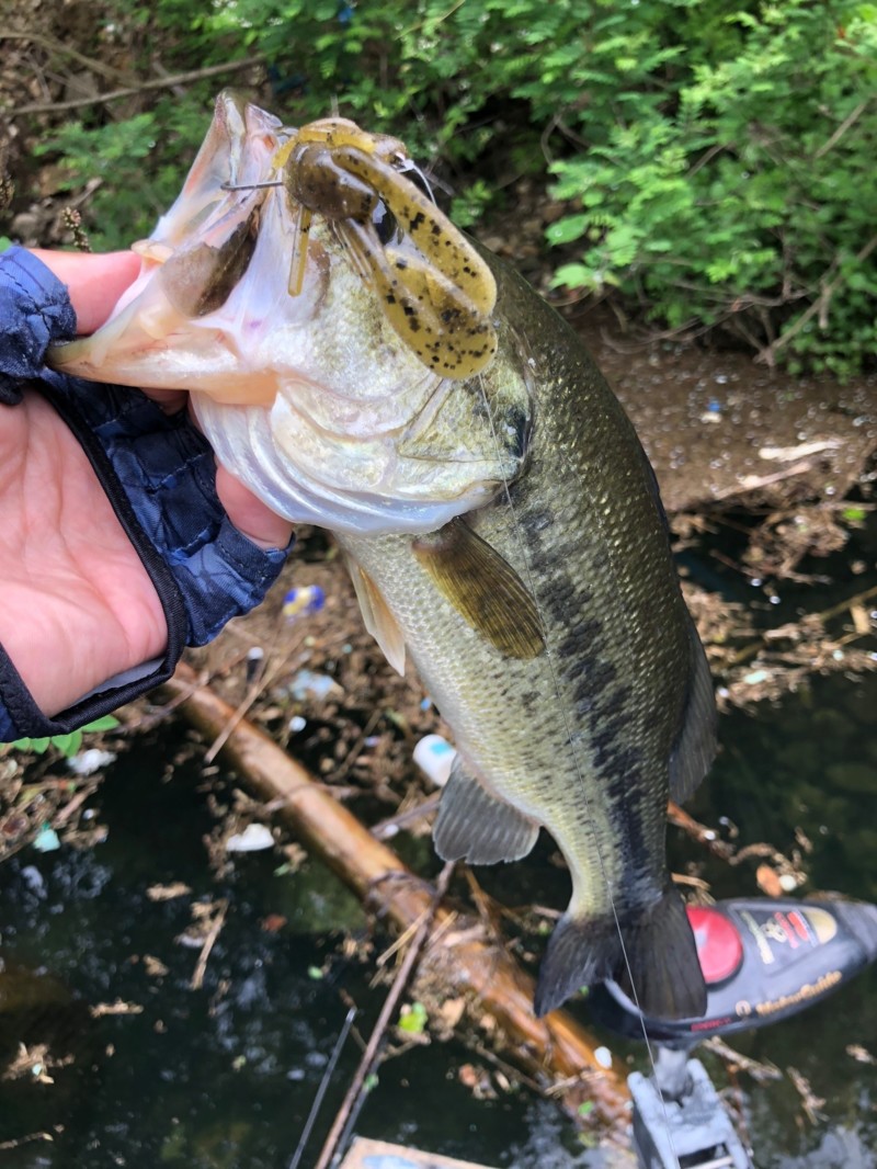 岡山リザーバー釣行