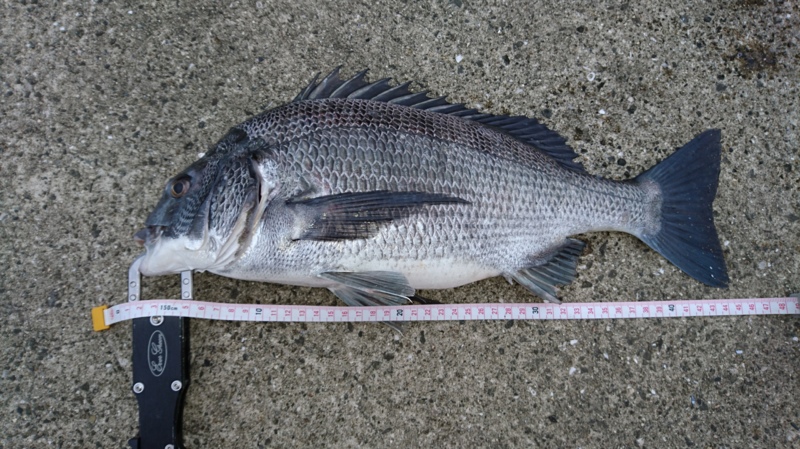 好調フェニックス