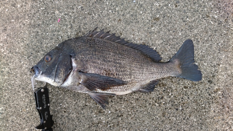 好調フェニックス