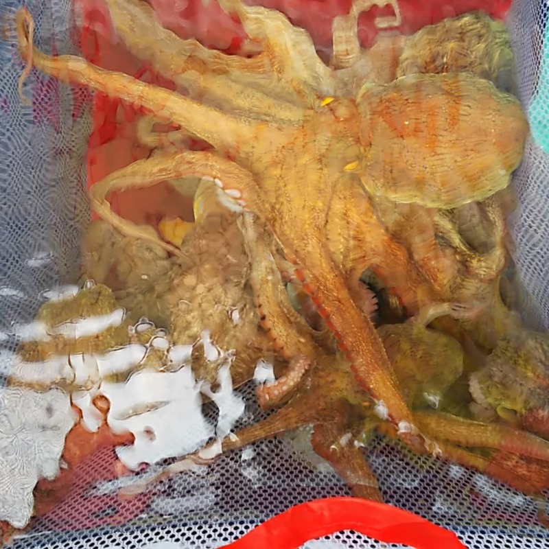 今年初船タコ釣り