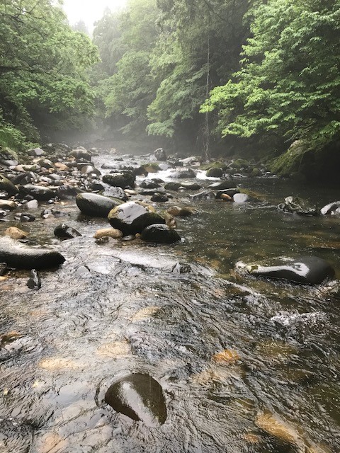 幻を求めて九頭竜川釣行