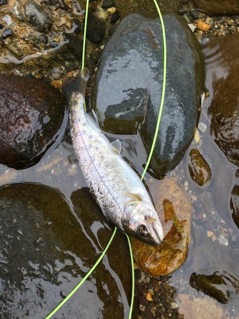 幻を求めて九頭竜川釣行