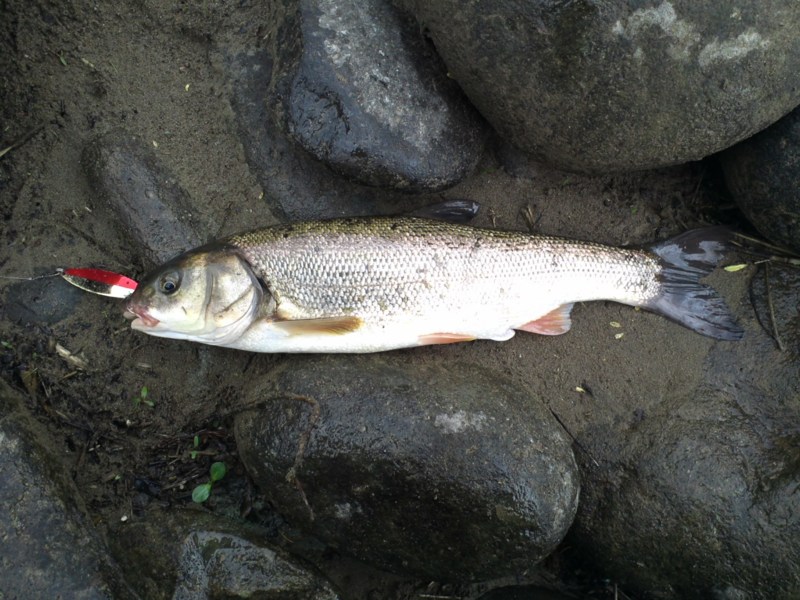幻を求めて九頭竜川釣行