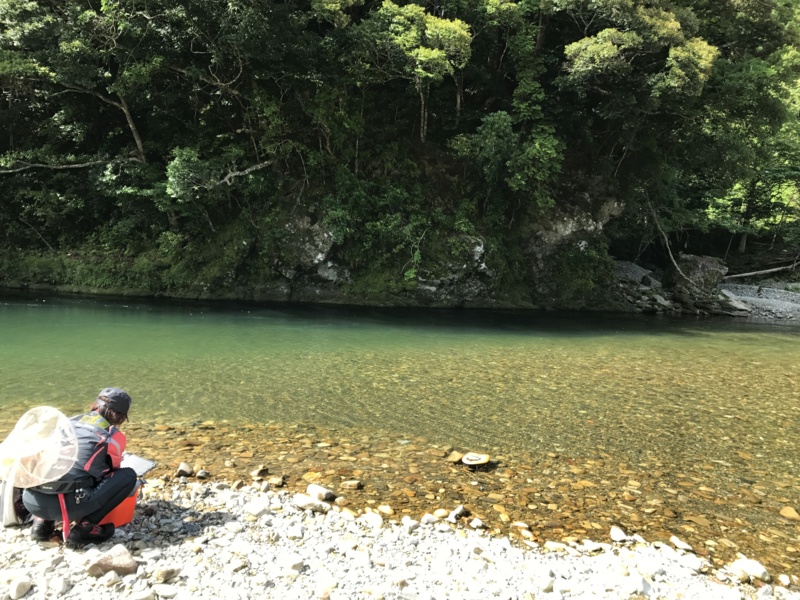 古座川鮎釣行