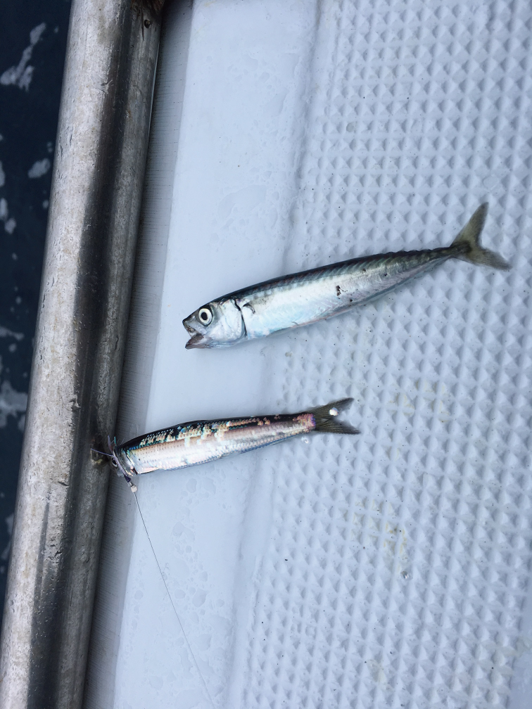 和歌山ライト落とし込み