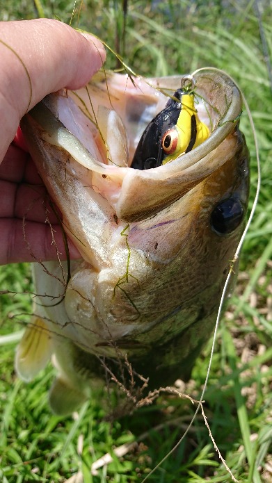 フロッグゲーム開幕!