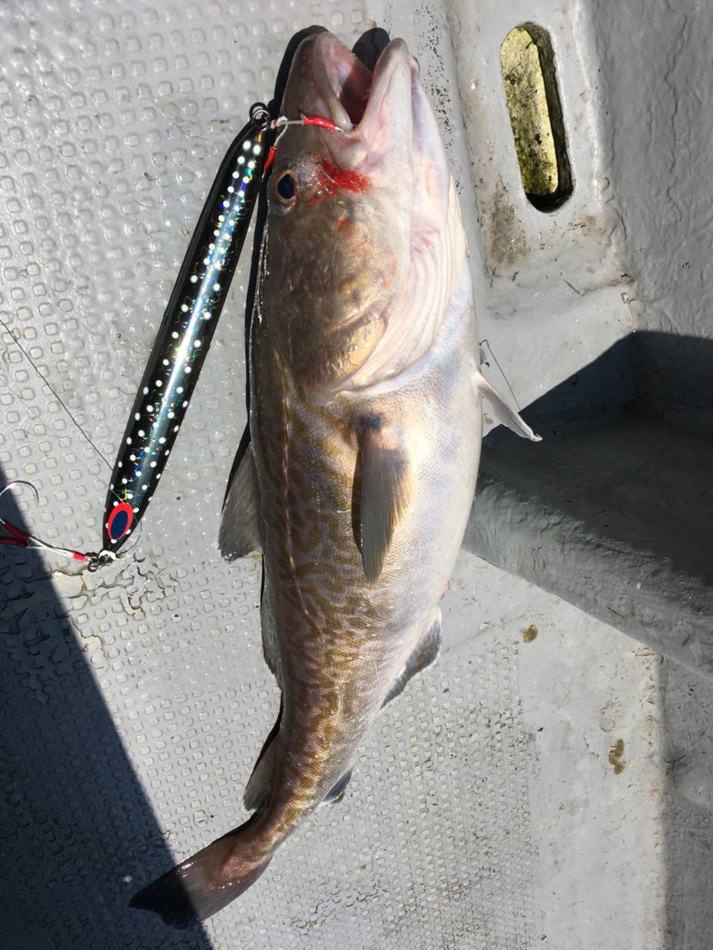 日本海 タラジギング