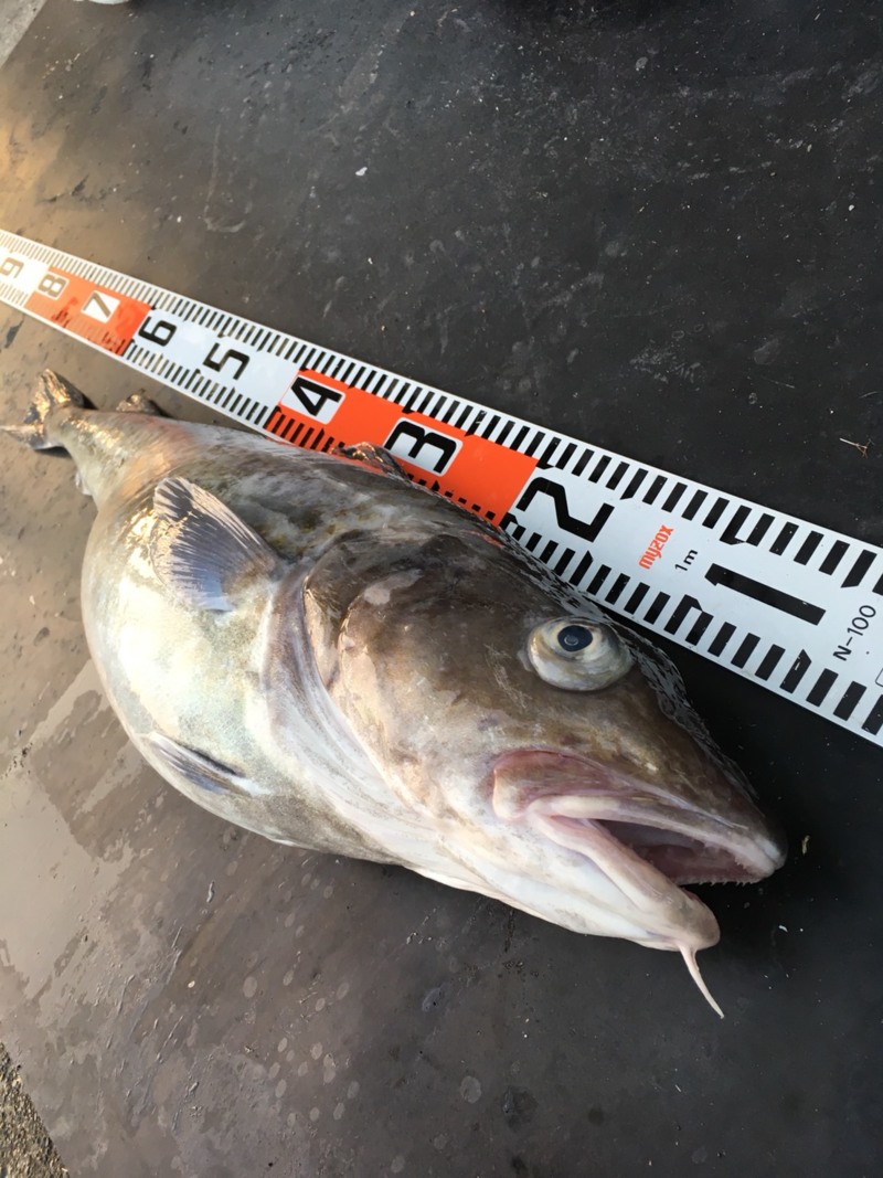 日本海 タラジギング