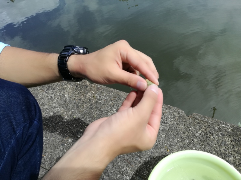 千里南公園 鯉釣り