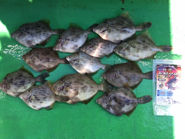 カワハギ攻略 「寄せ魂 光略シンカー」