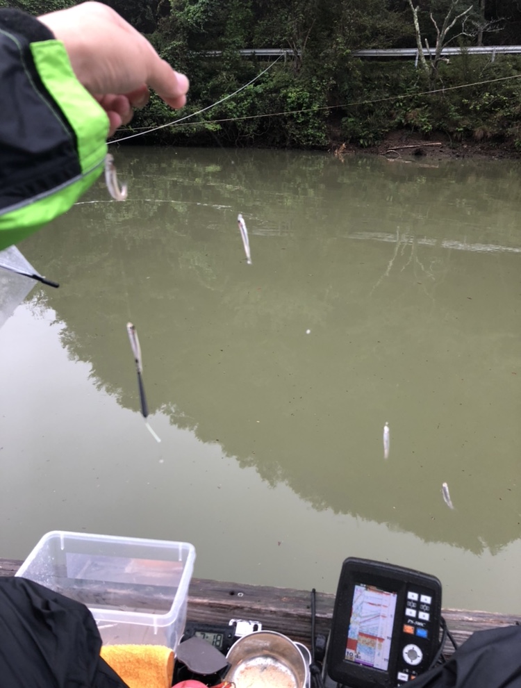 今シーズン初ワカサギ!