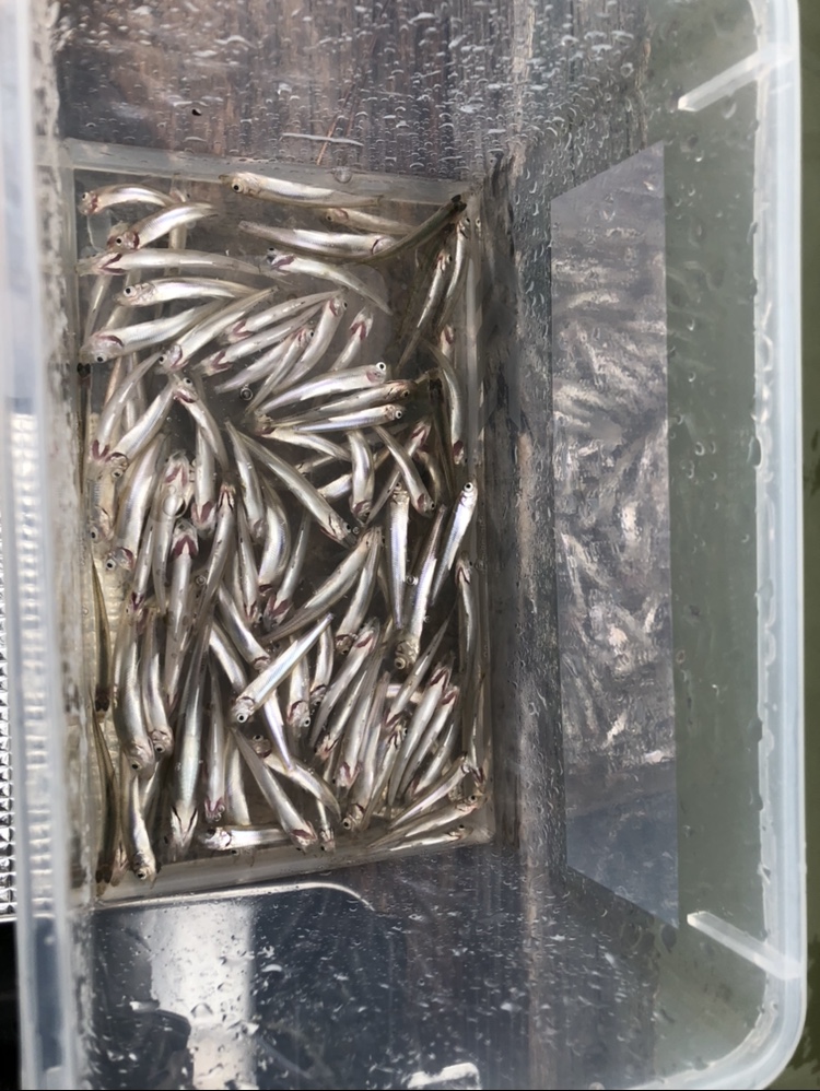 今シーズン初ワカサギ!