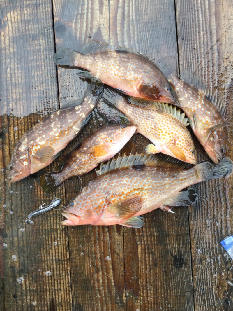 アオリイカ・アコウ筏編