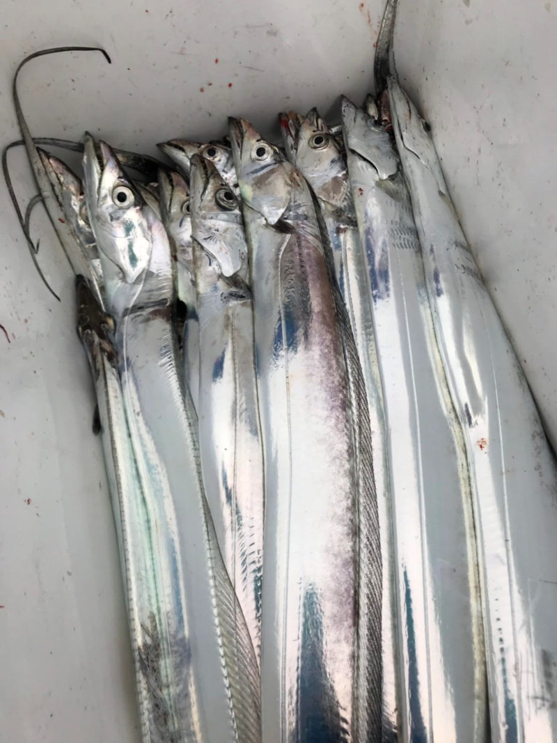 大阪湾サーベルゲーム!