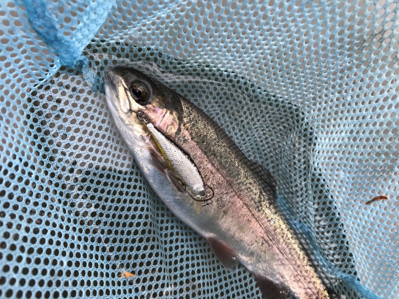 大阪千早川マス釣り場でトラウト|20連続ヒット!