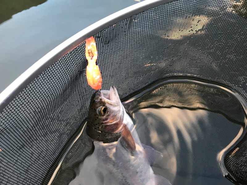 大阪千早川マス釣り場でトラウト|20連続ヒット!