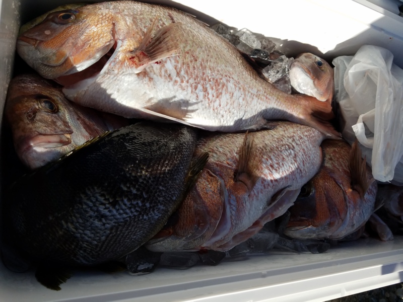 大阪会場釣り堀サザンでトラフグを狙う│エサは多めがオススメ