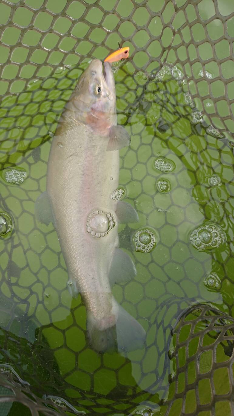 服部緑地でトラウト ValkeINシャインライドナノ使用