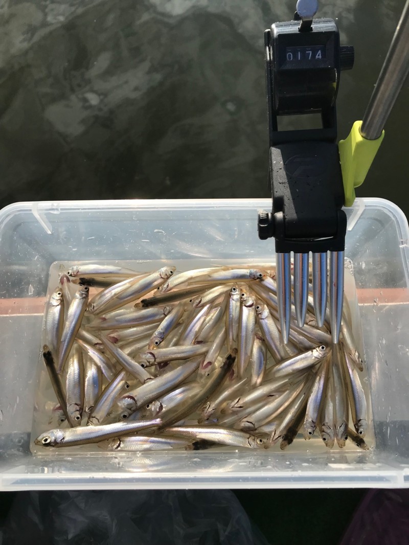 【兵庫県青野ダム】アルミボートに乗ってワカサギ釣り!