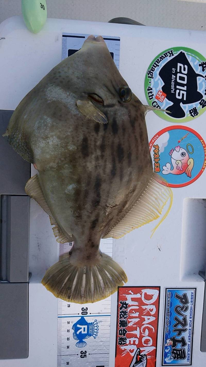 【徳島県阿南市 】カワハギ釣行 5月いっぱいまで楽しめます