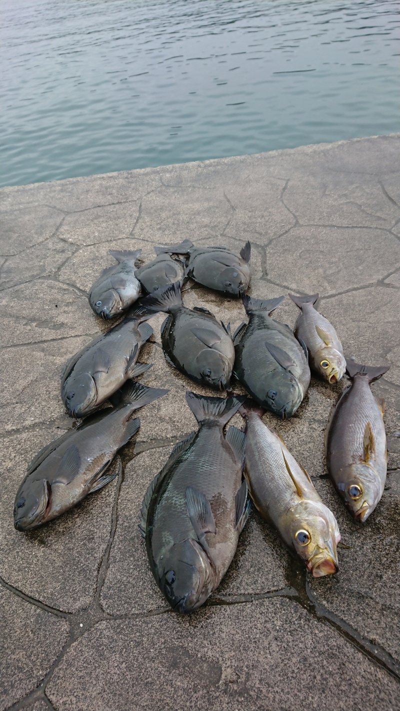 和歌山県南紀すさみで磯釣り!38cmのグレをキャッチ!