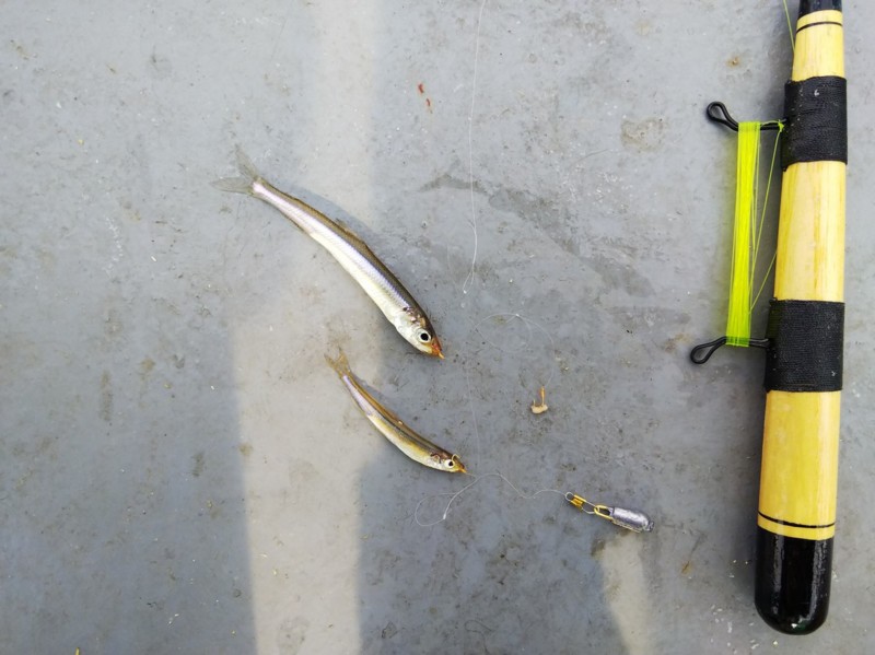 長野県諏訪湖でワカサギ釣り!50匹程の釣果