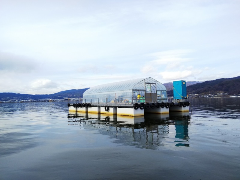 長野県諏訪湖でワカサギ釣り!50匹程の釣果