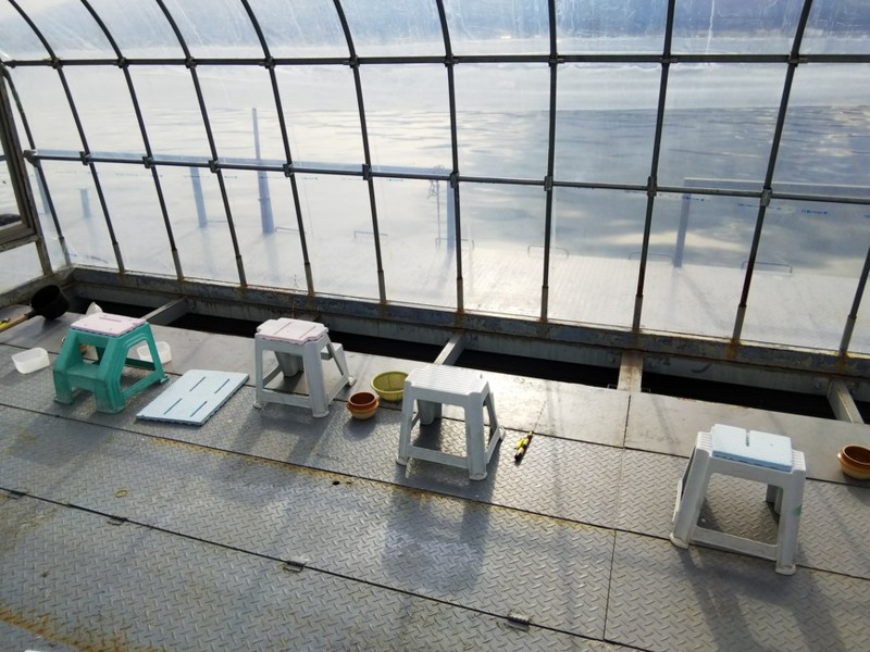 長野県諏訪湖でワカサギ釣り!50匹程の釣果