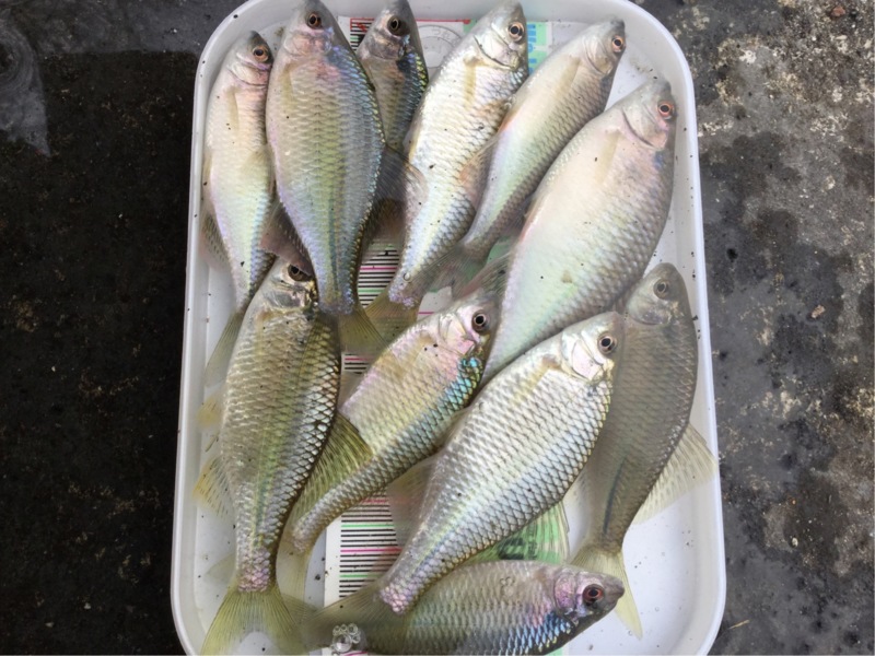 【京都】宇治川で厳寒期のタナゴ釣り