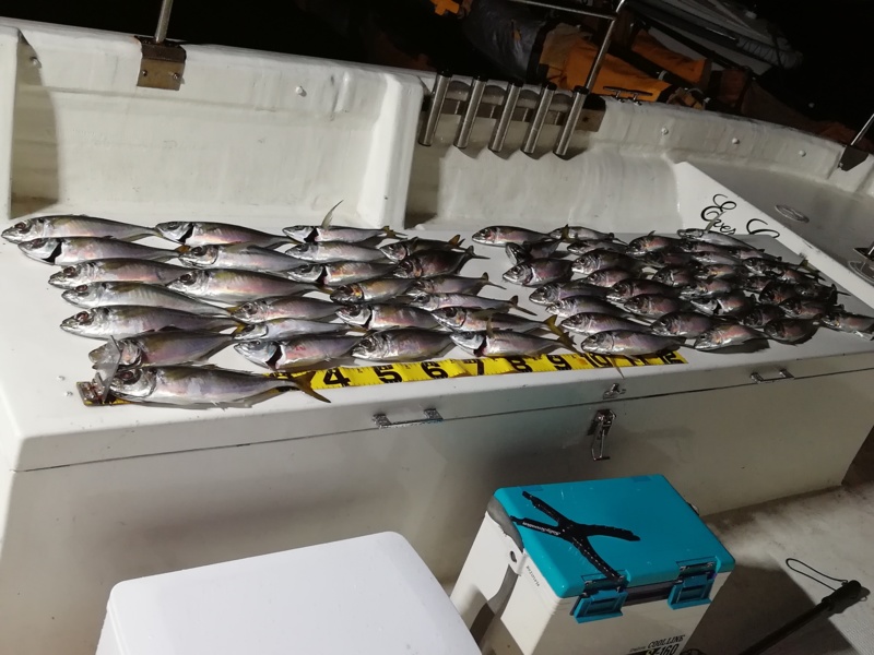 【和歌山】南海マリーナでアジング│MAX38cmのアジGET