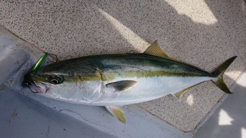 【鳥羽】山洋丸さんで青物ジギング!